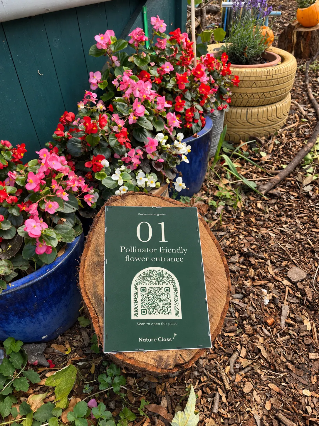 Sign 01 on a log round in front of pink, red and white begonias in blue glazed pots