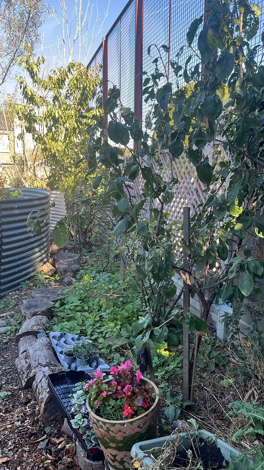 The orchard border: young fruit trees along the fence, a round raised container and a pot of flowers