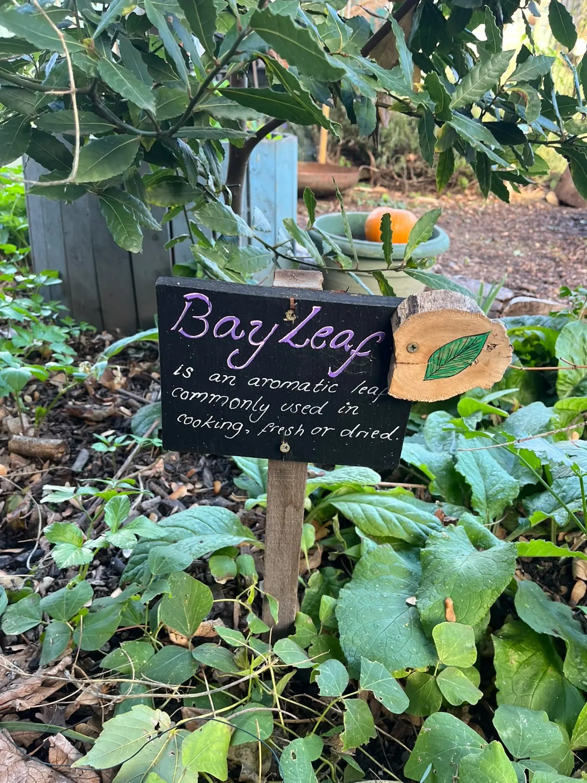 A chalkboard label for bay leaf beside the bay tree