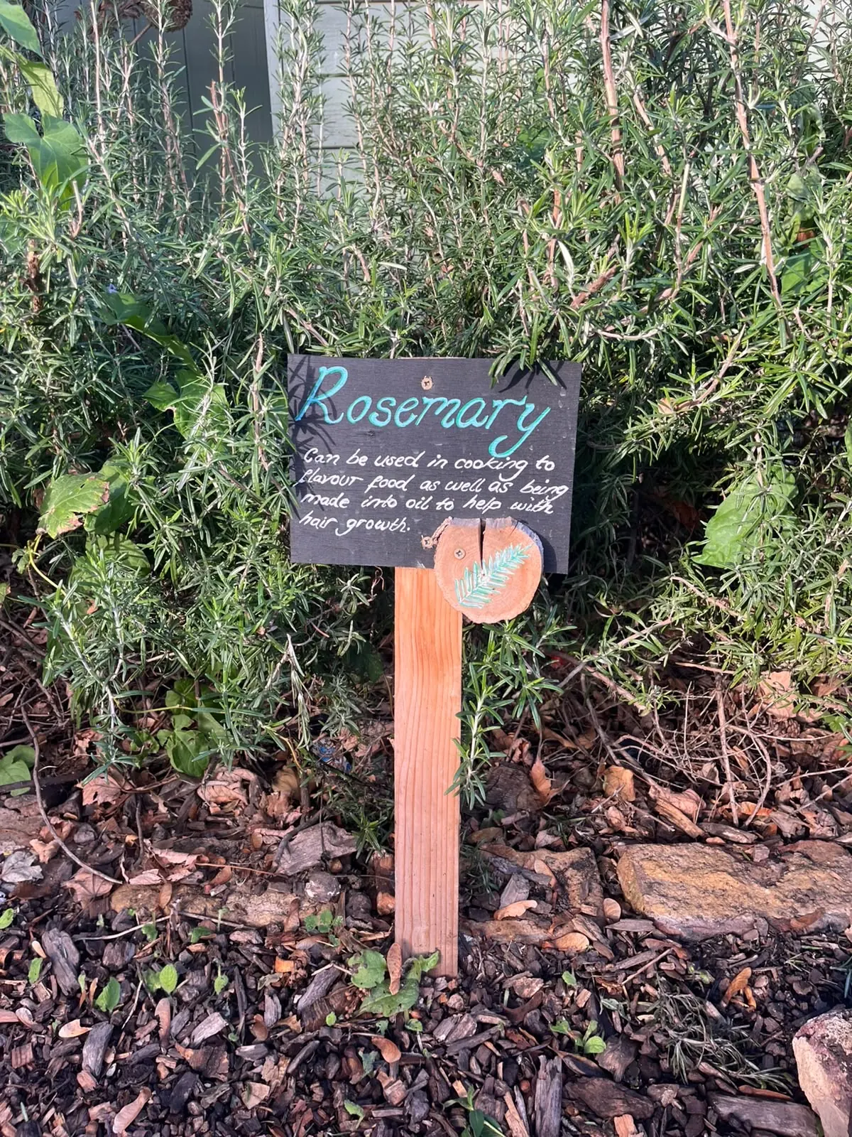 A chalkboard label for rosemary in front of the rosemary bush