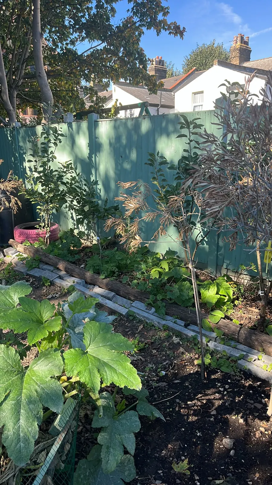 Large squash leaves in a bed along the fence
