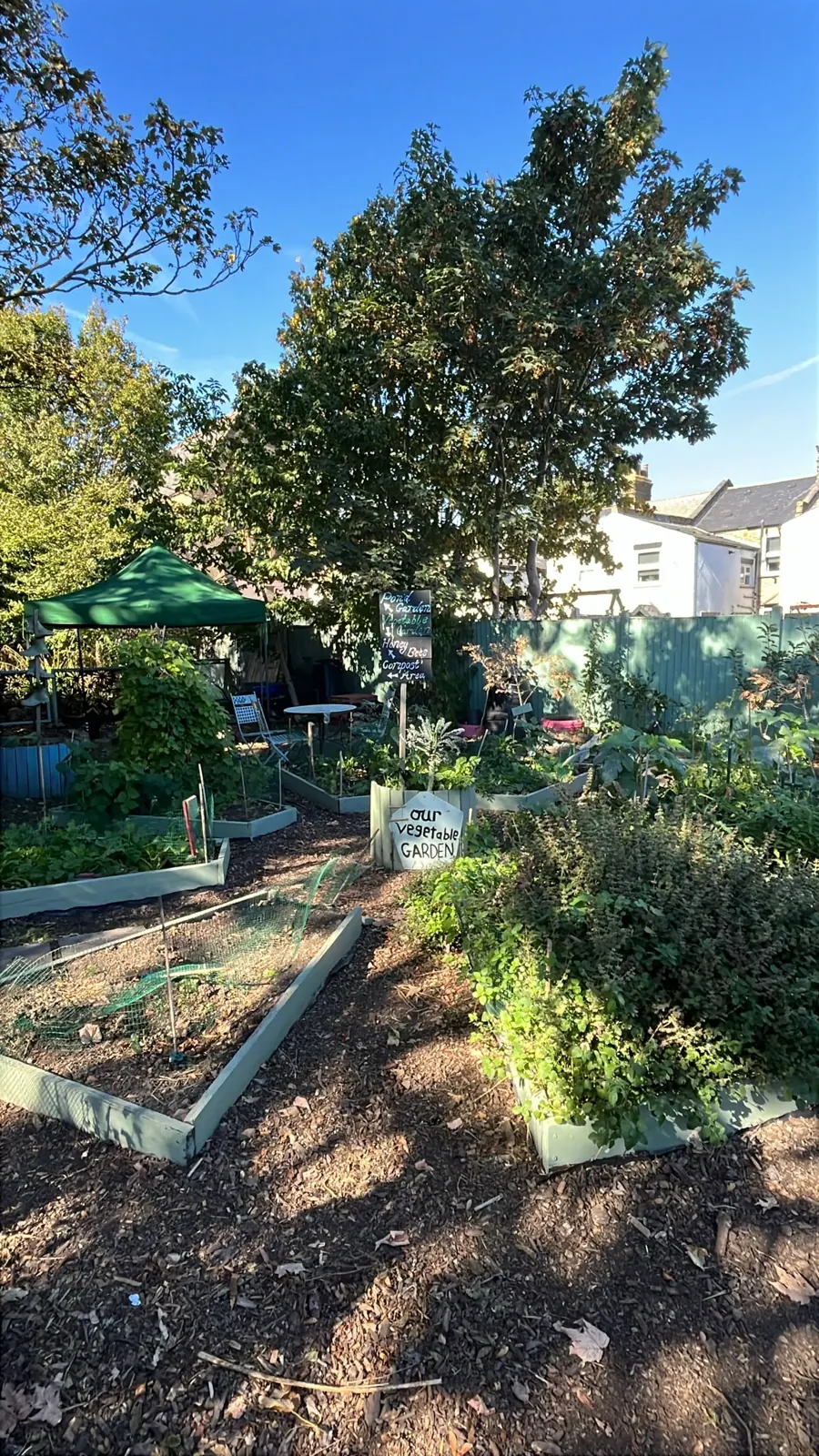 The vegetable garden's raised beds in the sun, with the green canopy behind
