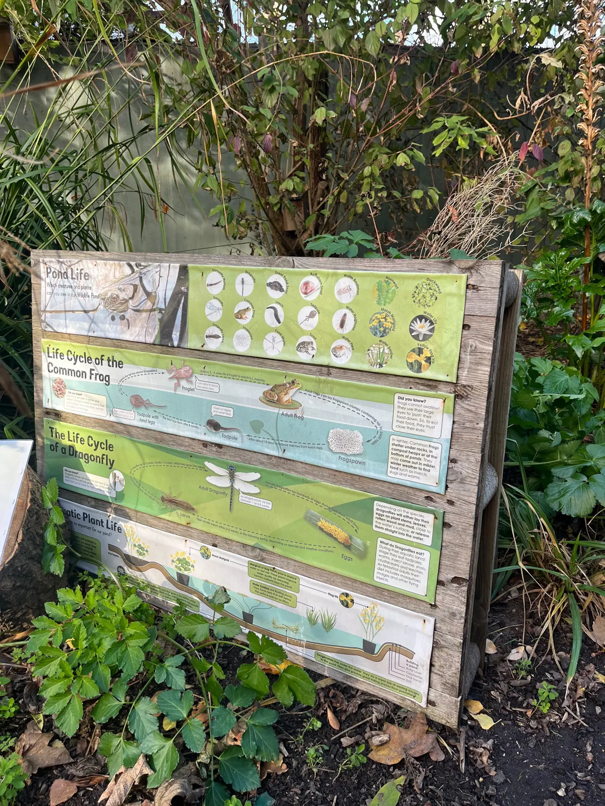 The pond life board, showing the life cycles of the common frog and the dragonfly