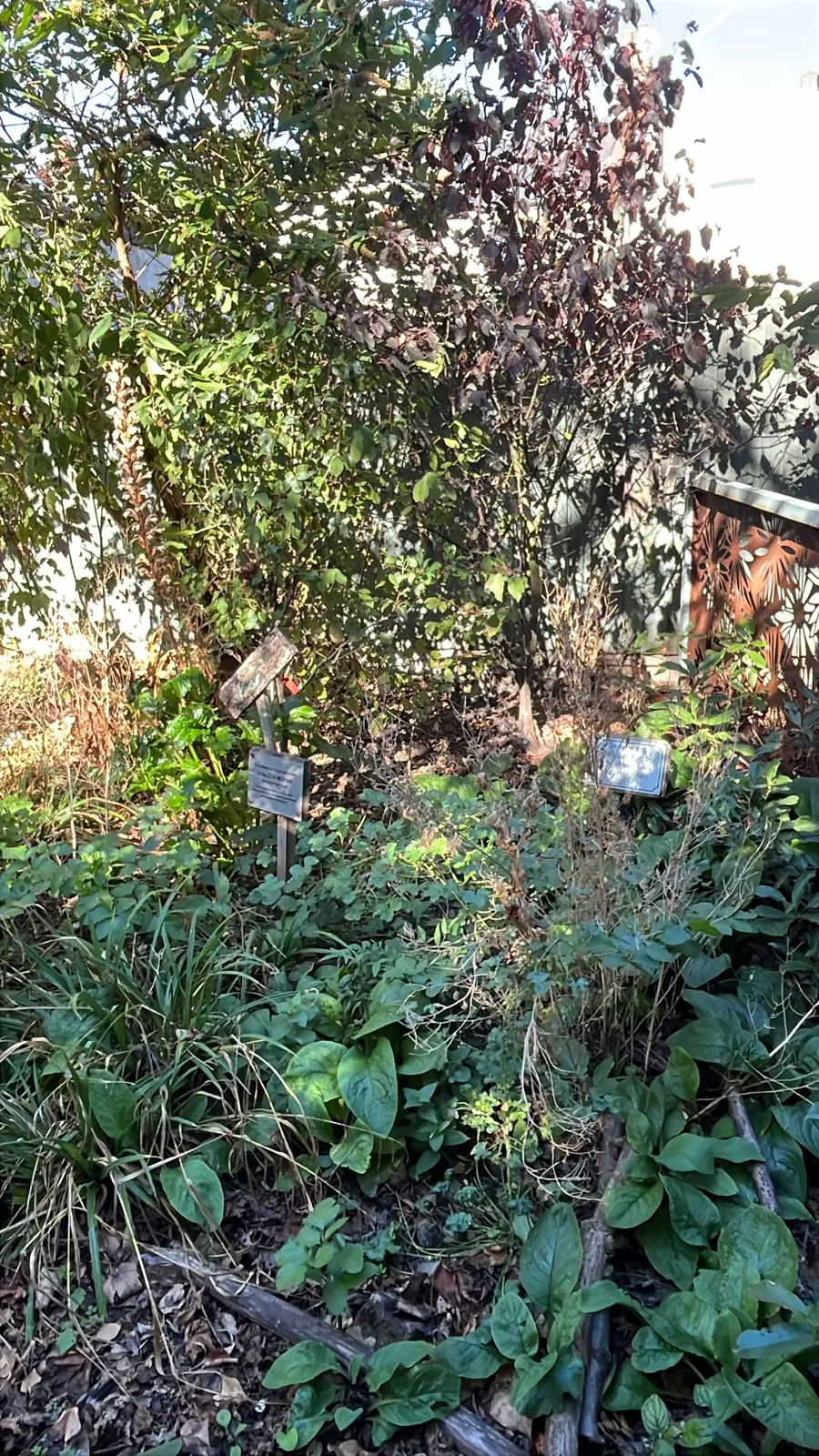 A pile of cut branches under tree cover